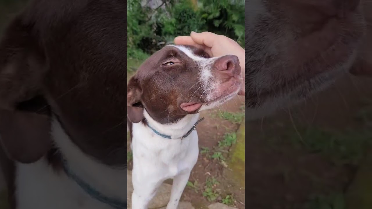Cachorro raça SRD-ViraLata idade 1 ano nome Moti