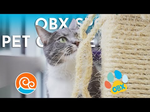 Outer Banks SPCA Pet of the Week: Kiki (November 17, 2025) - YouTube