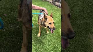 Video preview image #1 German Shepherd Dog-Unknown Mix Puppy For Sale in Pasadena, CA, USA