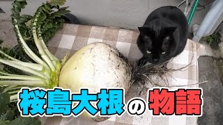 桜島大根で巨大煮物を作ったり兄貴に悪戯してみた。