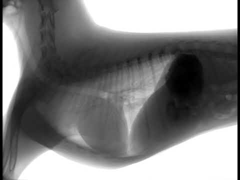 Dog Fluoroscopy Swallowing -  Part 2