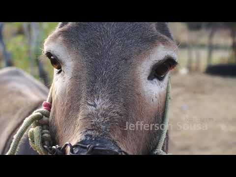 Trailer oficial | Leonardo Bastião, o poeta analfabeto
