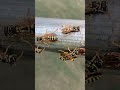 Testing the Wasps