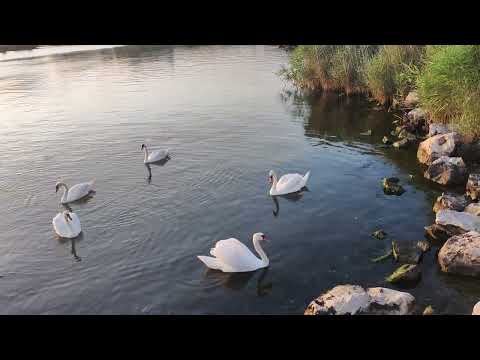 CONCEDIU 2022, MANGALIA 1