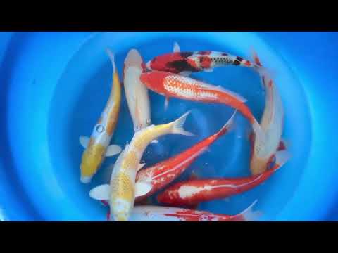 JKS-192 nisai mix selected