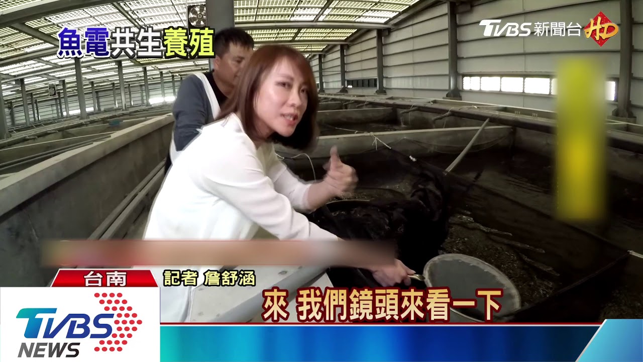 超難養筍殼魚 台南業者成功室內養殖