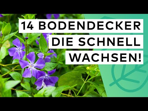 14 Bodendecker - SCHNELLWACHSEND & PFLEGELEICHT ✅