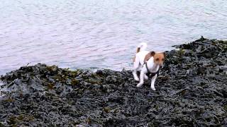 preview picture of video 'Two mad Jack Russells on the beach'