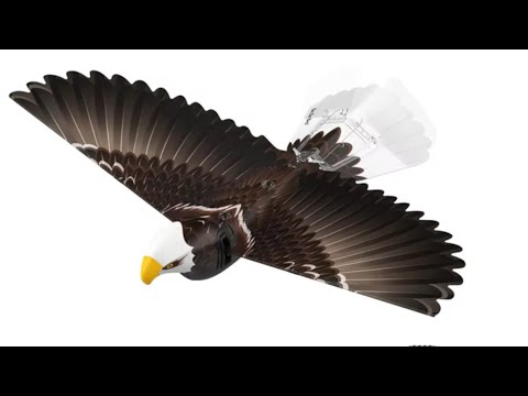 Eagle vs. Spy Drone: The Ultimate Showdown
