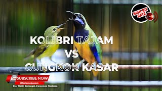 Download lagu 🔴Kolibri Kelapa Betina Necret Tajam vs Cucak Cungkok Gacor Kasar❗️ mp3 Download lagu 🔴Kolibri Kelapa Betina Necret Tajam vs Cucak Cungkok Gacor Kasar❗️ mp3