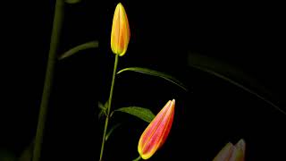 Download lagu Cinematic Video Short Bunga Mekar Aesthetic Wonderful #videoshort mp3 Download lagu Cinematic Video Short Bunga Mekar Aesthetic Wonderful #videoshort mp3