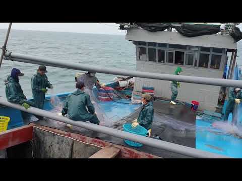 Amazing Gill Net Fishing Line On the Boat #01