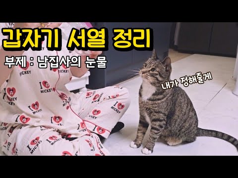 그래서 그랬던 거야? 남집사를 향한 호동이의 진심을 알게 됐어요 : 고양이의 서열 정리 (근거 있음)