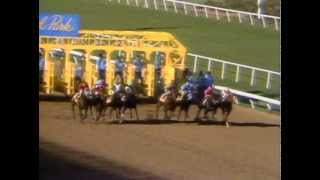 1984 Breeders&#39; Cup Classic