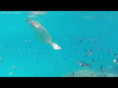 Blue hues, and blissful views 🏝️🌊🐢🐟🐠