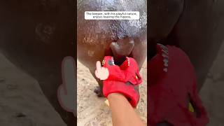The keeper loves to tease the hippos #shorts #animals #hippo