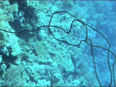 Tauchgang am Daedalus Riff, Daedalus Riff,Ägypten