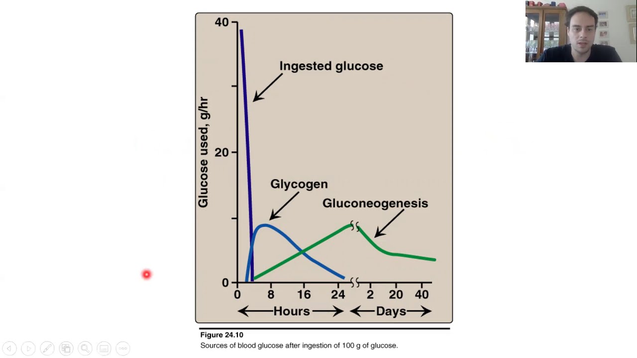 Interrelações Metabólicas
