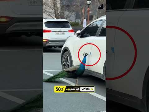 إذا رأيت هذا الملصق الأزرق على سيارة فلا تستغرب