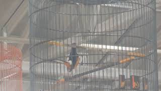HEBAT!! MURAI BATU RAJA TEGA STABIL JUARA