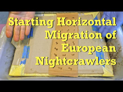 Worm bin finally finished foraging.. ENC migration started - vermicompost