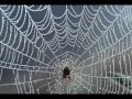 Moby - Spiders (Freescha Mix) 