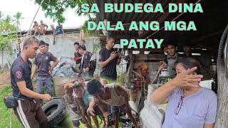 MADAMING PAT@Y  ANG NAKITA SA BUDEGA  AT MGA COBRA MATATAPANG