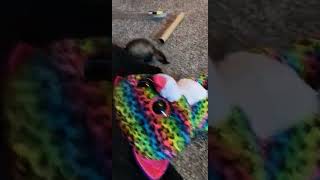 Ferret Animals Videos