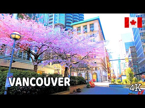 ???????? 【4K】???????????? Cherry Blossoms 2024 in Downtown  Vancouver BC, Canada. March 19 2024.