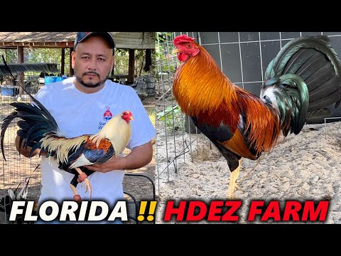 FLORIDA !! Gavilan Hatch Grey Kelso Asil Claret Hdez Farm | Beautiful Birds