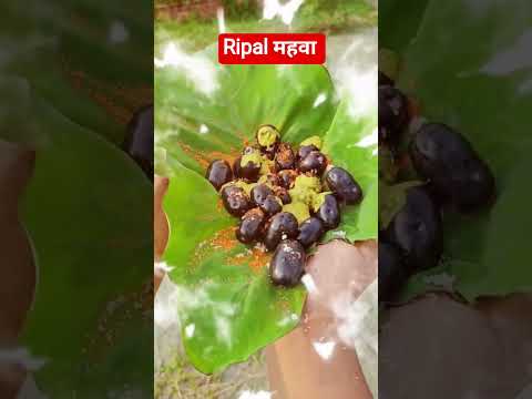 ताजजामुन