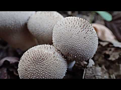 Tikvasta puhara, Maksimir 2019 Lycoperdon perlatum