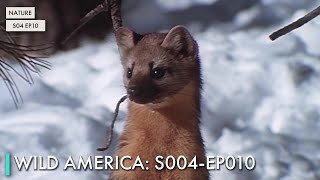 Download lagu Wild America: S04 EP10 mp3