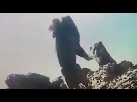 Noooooo!!! Lion King “The Lucas Cut!” Mufasa and Scar scene 2019