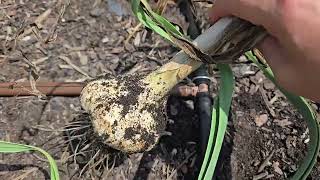 Harvesting Garlic Too Soon? You're Losing Flavor 🧄