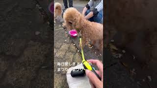 まつり　#fujiikaze #犬のいる暮らし #お散歩 #トイプードル #藤井風