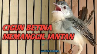 Download lagu CIGUN BETINA MEMANGGIL JANTAN , MENAIKKAN BIRAHI CIGUN JANTAN JADI GACOR mp3 Download lagu CIGUN BETINA MEMANGGIL JANTAN , MENAIKKAN BIRAHI CIGUN JANTAN JADI GACOR mp3