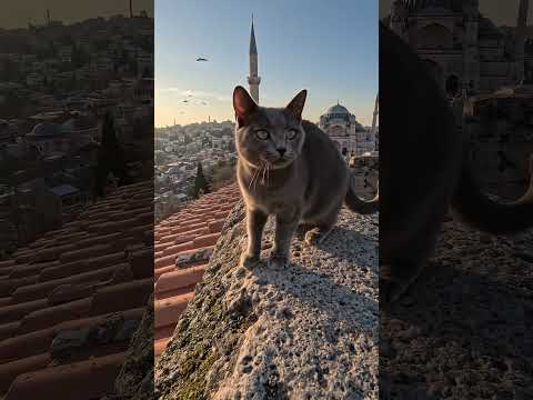 Cat's Eye View — A Russian Blue Explores Hagia Sophia, Istanbul  #cat #istanbul #hagiashopia
