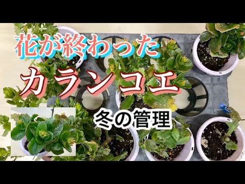 カランディバ、八重咲きカランコエ、カランコエ・ブロスフェルディアナ 'Calandiva'