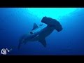 Diving Malpelo Dec 2016 - Hammerheads and Mantas, Hammerhai, Manta, Malpelo, Kolumbien