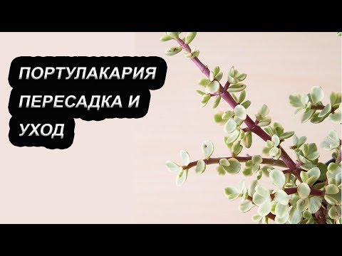 Портулакария: виды и сорта, как вырастить в комнате