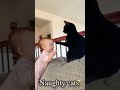 Domestic Cats Being Naughty Funny Cat Moments Funny