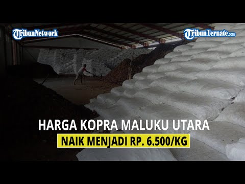 Harga Kopra Maluku Utara Naik Menjadi Rp 6.500 Perkilonya