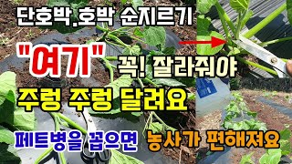 단호박.호박 순지르기 이렇게 잘라줘야 가을까지 호박이 주렁주렁 달리고 페트병을 꼽으면 모든 고민이 해결됩니다…