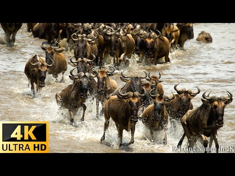 The Super Beautiful Moment Migration of Wildebeest, Zebra With Real Sounds