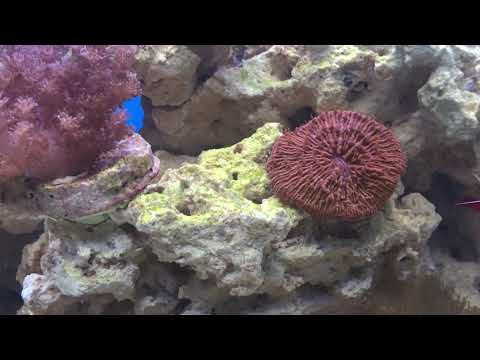 Akwarium Morskie. 7 tygodni od zalania.