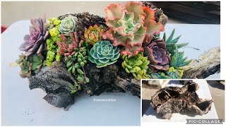 Trash to treasure, My first driftwood planter DIY #succulents arrangement is FREE