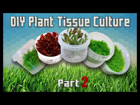 Tutorial - DIY Aquarium Plant Tissue Cultures (Part 2)