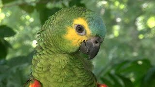 Blue-Fronted Amazon - The Most Popular of the Amazons
