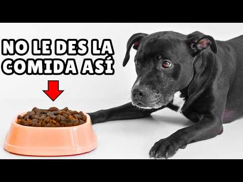 7 ERRORES que cometes cada vez que le das de COMER a tu perro ⚠️